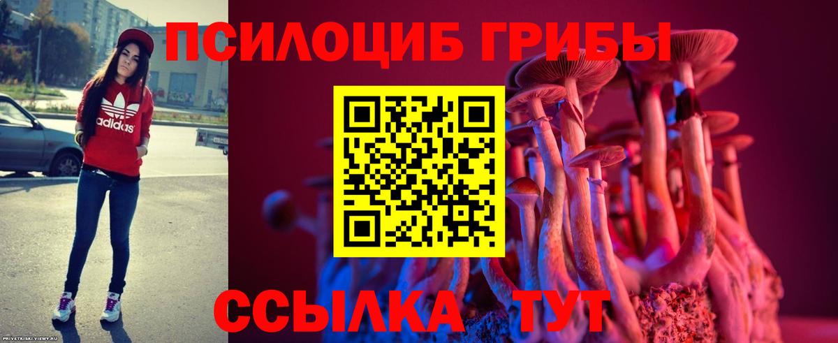 Избербаш  Галлюциногенные грибы Cubensis  Вход с VPN 